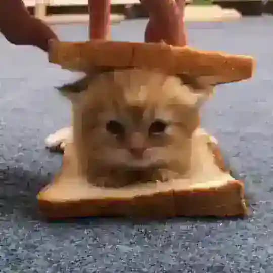 SANAL SOHPET Profile