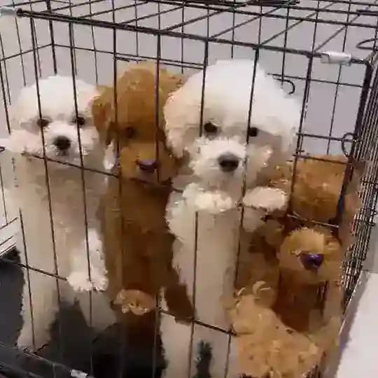 ✨FurryPupSg✨ Profile