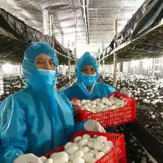 шампиньон кузикорин shampinion грибы qoziqorin кампост shampiniyon Profile