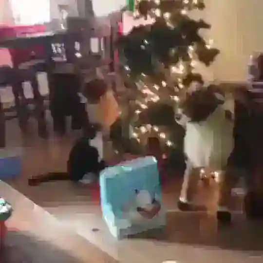 Сись Chat Profile