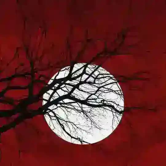 🇦🇿 𝕊𝕠̈𝕙𝕓𝕖𝕥 ℂ̧𝕙𝕒𝕥🇹🇷 Profile