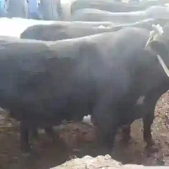 🍀✨🥋SEvaRa OpaNg qAttA🥋✨🍀 Profile