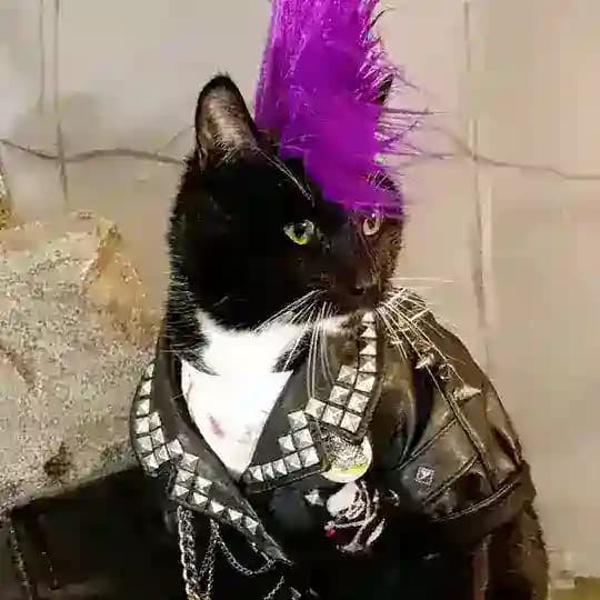 Студ-РОК 🤘🎸🎆 Profile