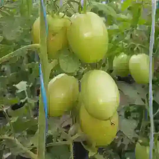 🚜 المهندسين الزراعيين السودانيين 🚜 Profile