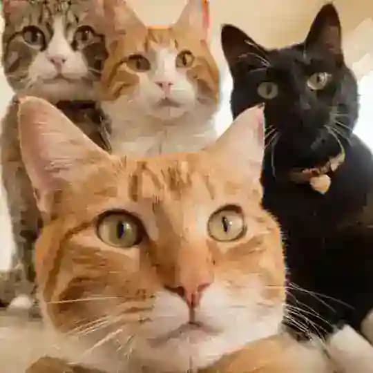 DORM 2 @tosfess @wantgift @bufess @tradefesss Profile