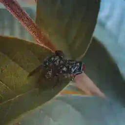 TRIII PALOSKI Profile