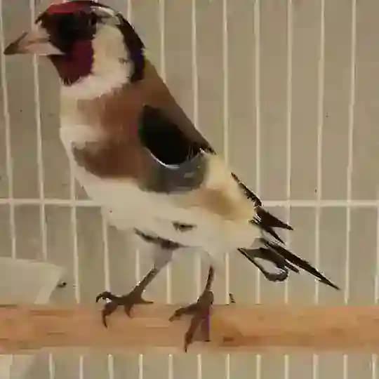 Сава кокил қушлар🦅🦅🦅🦅🦅🇺🇿🇺🇿🇺🇿 Profile