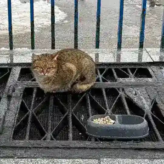 Кошка Мэри с Киевской 🐱 Profile