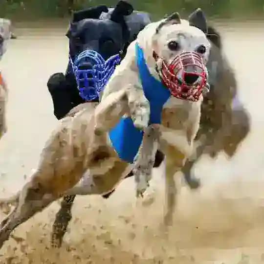 ProGalgos - AvB e Back's 🐶 Profile