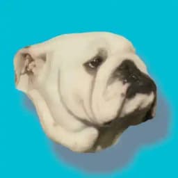 Bulldog Inglés España CRIADORES, CAMADAS Y SEMENTALES. Profile