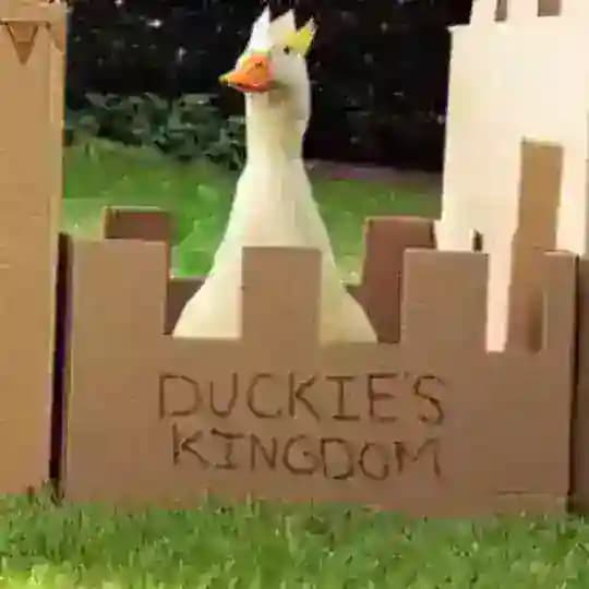 Funny_memes_chat_talking_videos_help_cheese_happy_cartoons_football_nature• Profile