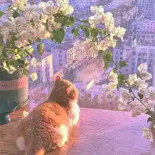 Genshin Nerds Profile