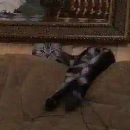 /_/БрУтАльное брЕвно/_/ Profile