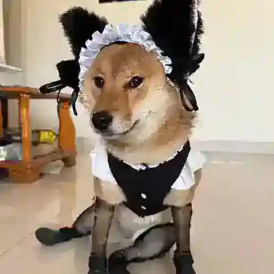 Coffee的精神病院(謝絕認真魔人） Profile