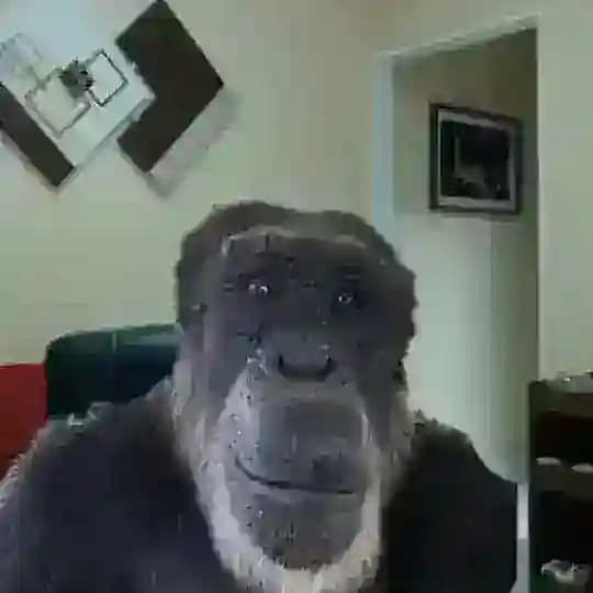 SCAMFORBES CLOWNS | CHILL ZONE 🤪 Profile