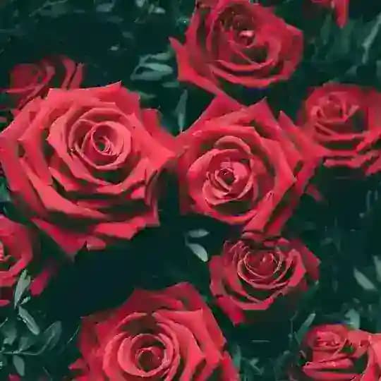 DÖSTLAR DAVRASIDA Profile