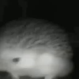 че за суета бля Profile