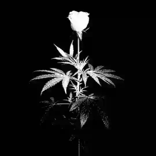 ঔ̶ৣ̶F̶A̶Q̶A̶T̶ Y̶O̶S̶H̶L̶A̶R̶ঔ̶ৣ̶™̶ Profile