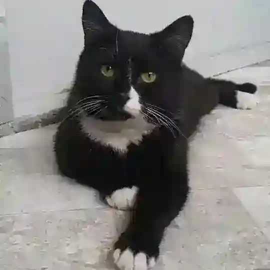 Matthew_cat_be_happy Profile