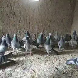 Namangan kaptarlari Profile