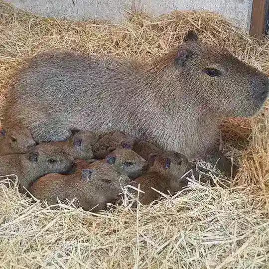 Пупики Profile