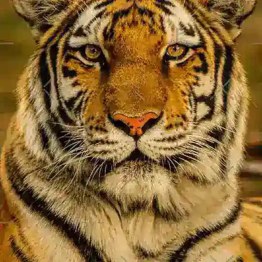 Orkid Design & Pillow Profile