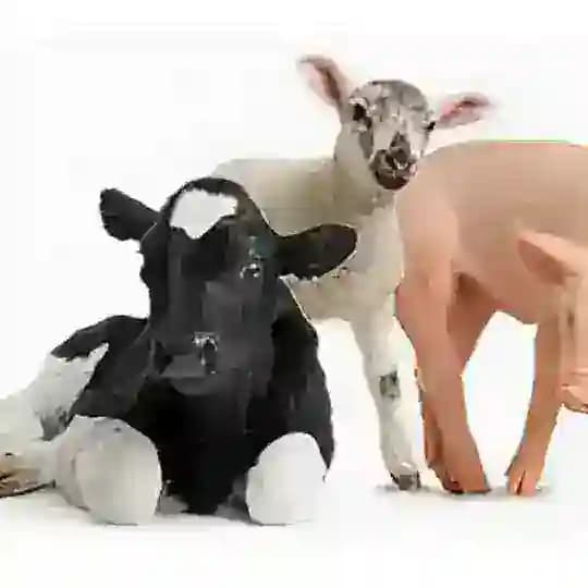 СХ ЖИВОТНЫЕ И КОРМА Profile