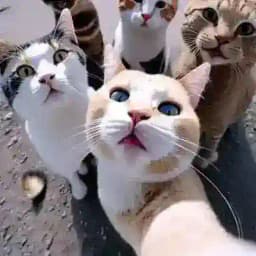 Rondom Chat Group Profile