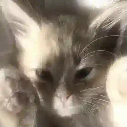 ᴄʜᴀᴛ_ᴘᴀᴛᴛᴇʀɴ Profile