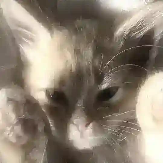 ᴄʜᴀᴛ_ᴘᴀᴛᴛᴇʀɴ Profile