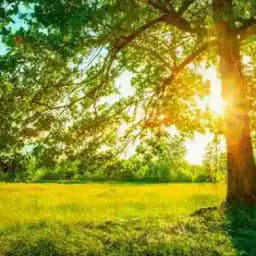 دوستان پررو ورژن تلگرام(شروع بهار زیبا) Profile