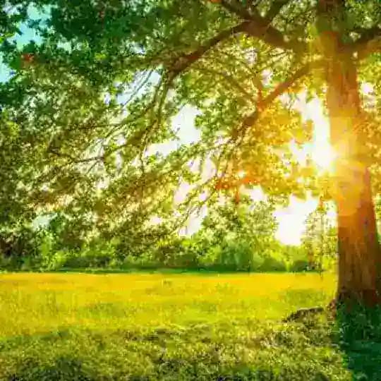 دوستان پررو ورژن تلگرام(شروع بهار زیبا) Profile