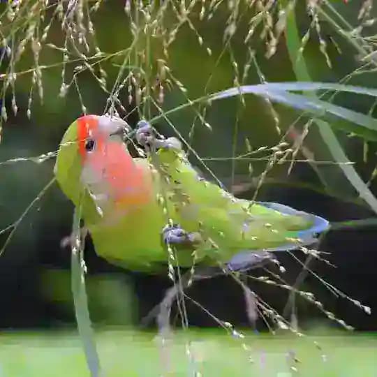 🦜🦜🦜🐦TRIVANDRUM PETS BAZAAR🐦🦜🦜🦜 Profile
