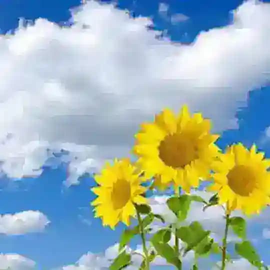 Enjoy the little things Profile