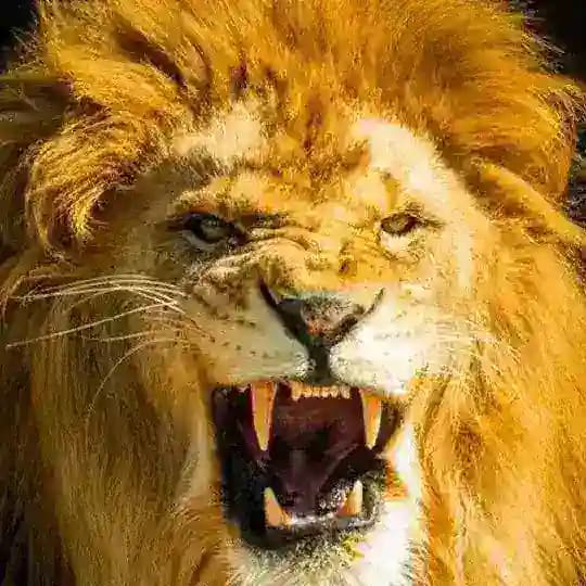 सिंगल जोड़ी खेल Profile