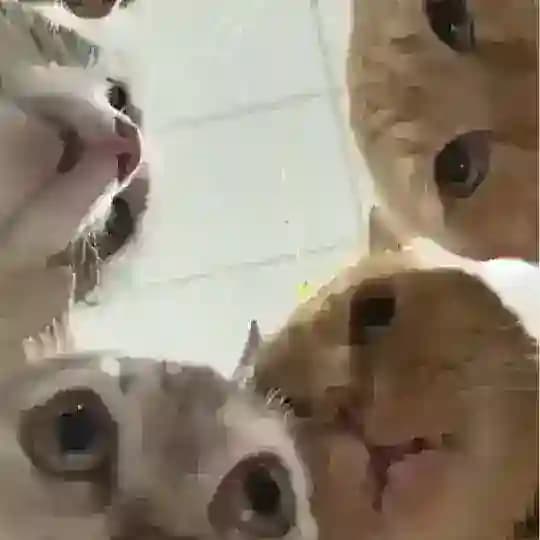 MEOW MEOW GANG 😾 Profile