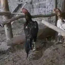 Abdugʻaffor xoʻrozlari2 Profile