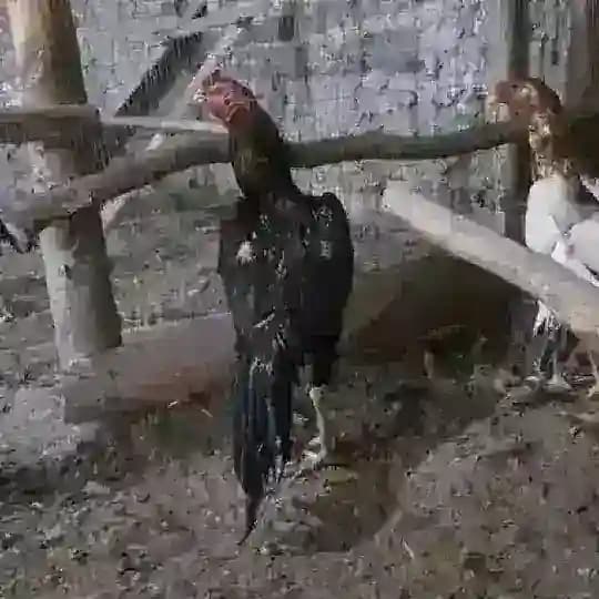 Abdugʻaffor xoʻrozlari2 Profile