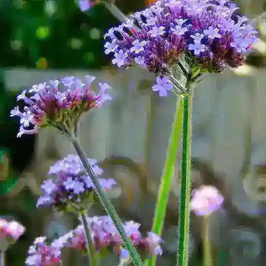 Aardse medicijnen Profile