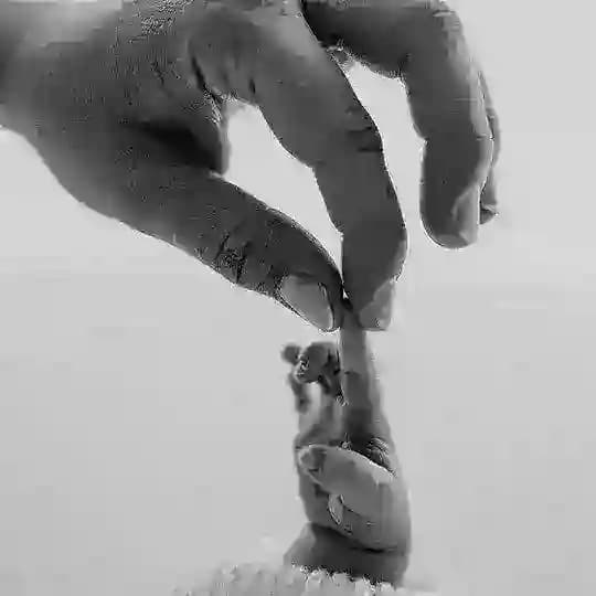 واگذاری نوزاد * Profile