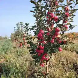 Bog'bon Mevali ko'chatlar Profile