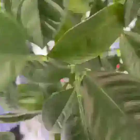 ☕️РÖЩА кафе 🌱 Profile
