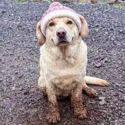 Muddy Doggy Profile
