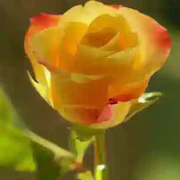 گروه ترویج خوراک طبیعی تندرستی شهر کرد Profile