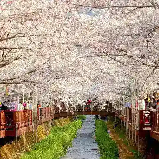 中华 天象 Profile