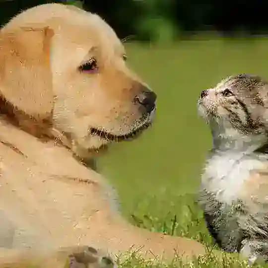 Zotdor Itlar Bozori 🥇 Profile