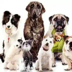 Собаки та кішки | Dogs and Cats Profile