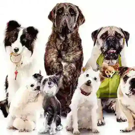 Собаки та кішки | Dogs and Cats Profile