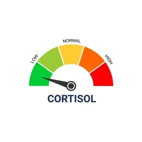 Low Cortisol Sunday Profile