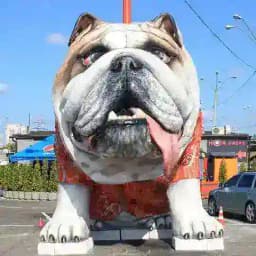 Продаж Собак | Sale Dogs Profile